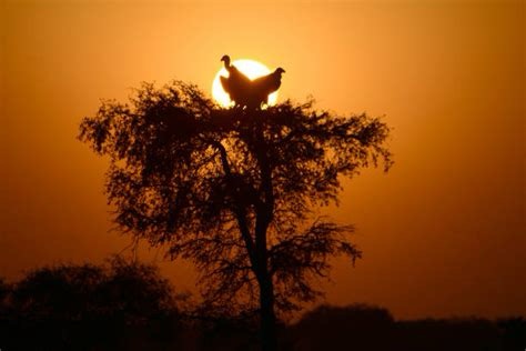 From Fear to Faith: The Alchemy of Trauma, Vultures, and Scorpions